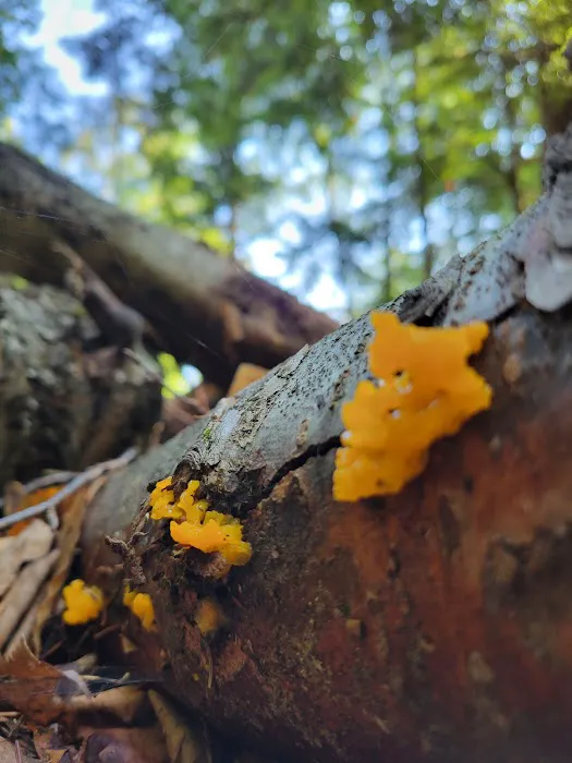 Great Gulf Link Trailhead Picture 8