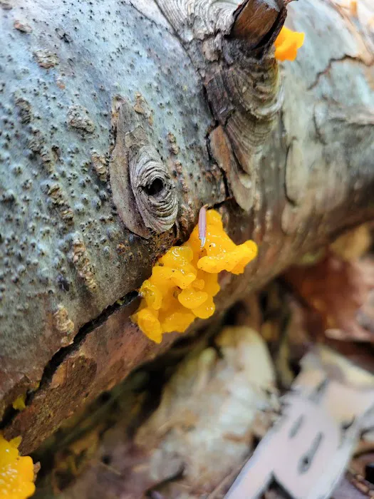 Great Gulf Link Trailhead Picture 9