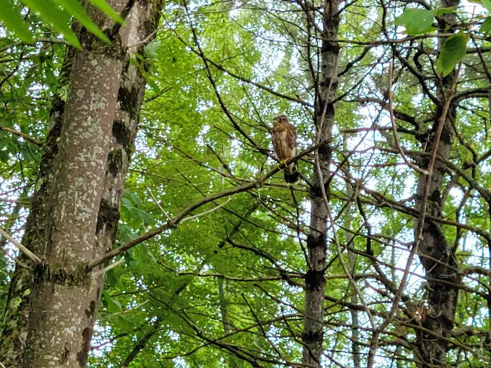 River Run Campground & Canoe Rental Picture 6