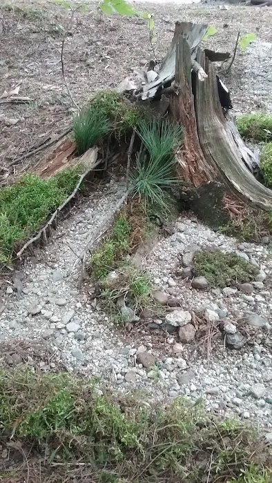 Green Meadow Camping Area Picture 4