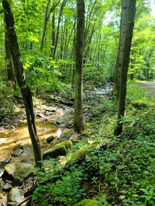 Forbes Motorized Campsite #5 Picture 8