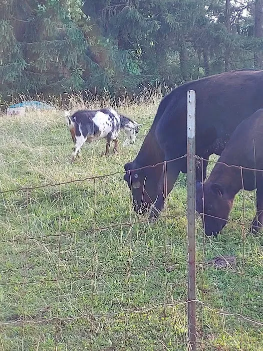 Allegheny I-80 Campground Picture 5