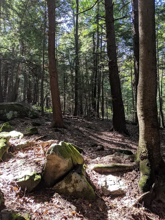 Adirondack Shelter - Sandy Creek Trail Picture 3