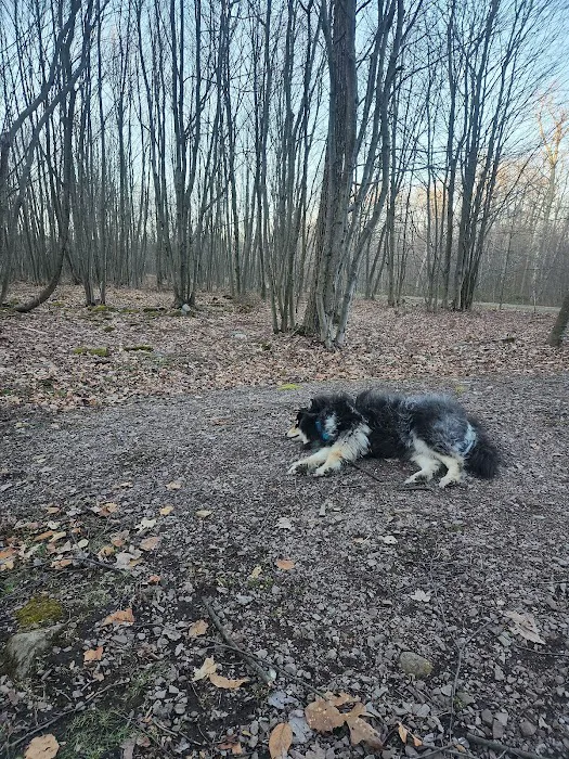 Forbes State Forest Motorized Site 6 Picture 2