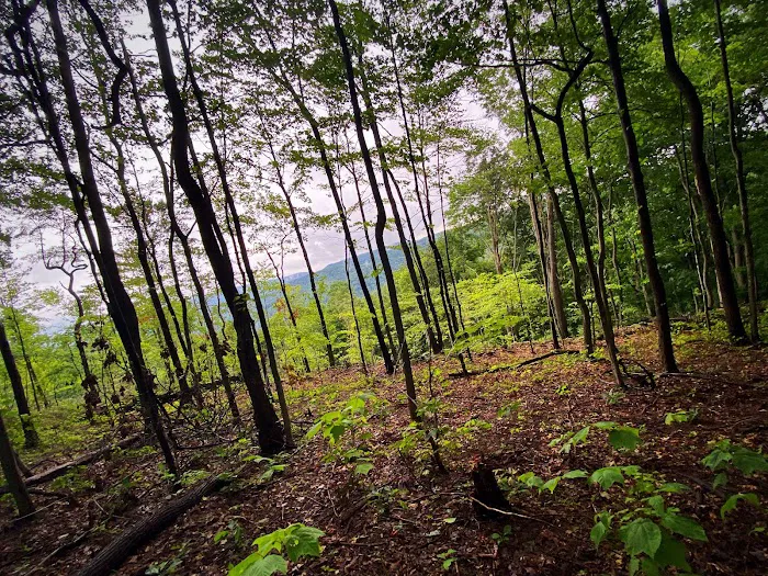 Indian Creek Camplands Inc Picture 7