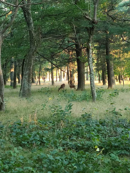 Big Meadows Campground Picture 7