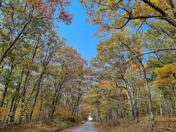 Big Meadows Campground Picture 9