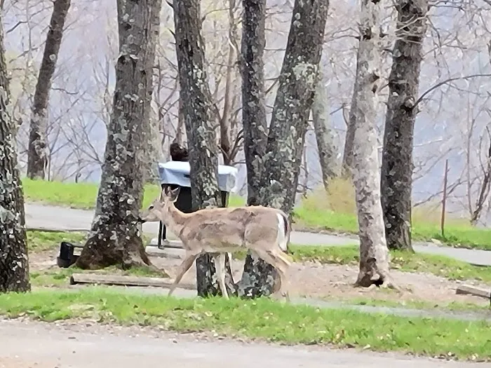 Big Meadows Campground Picture 8