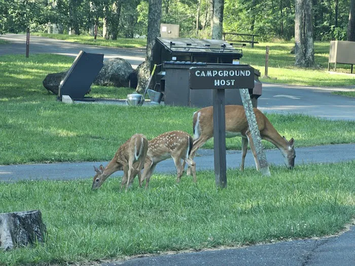 Mathews Arm Campground Picture 6