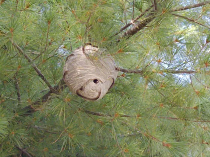 Mountain View Campground Picture 7