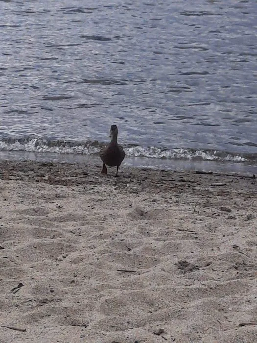 Dummer's Beach Picture 6