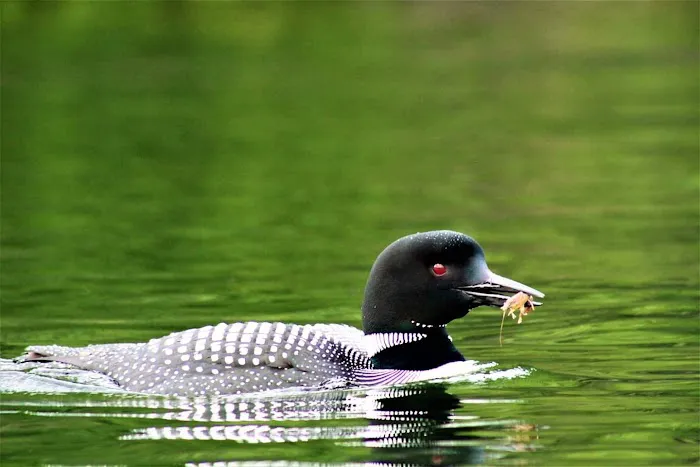 Loon's Haven Family Campground Picture 5