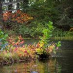 Tenny Campsite Camp William Hinds