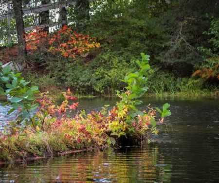 Tenny Campsite Camp William Hinds