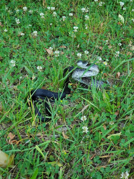 Cecil Henderson Montour Trail Campground Picture 3