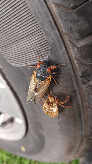 Tri-State Holiness Association Picture 9