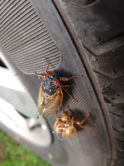 Tri-State Holiness Association Picture 5