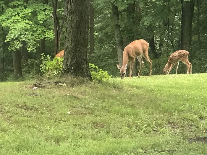 Raccoon Creek State Park Campground Picture 2