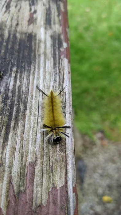 Raccoon Creek State Park Campground Picture 5