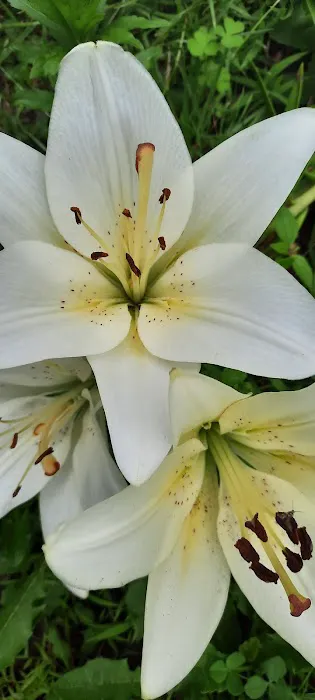 Breakneck Campground Picture 1