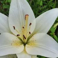 Breakneck Campground ico