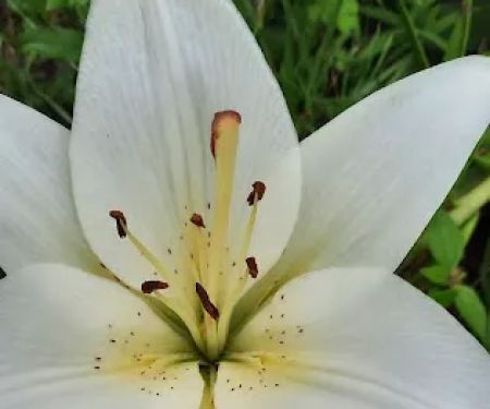 Breakneck Campground