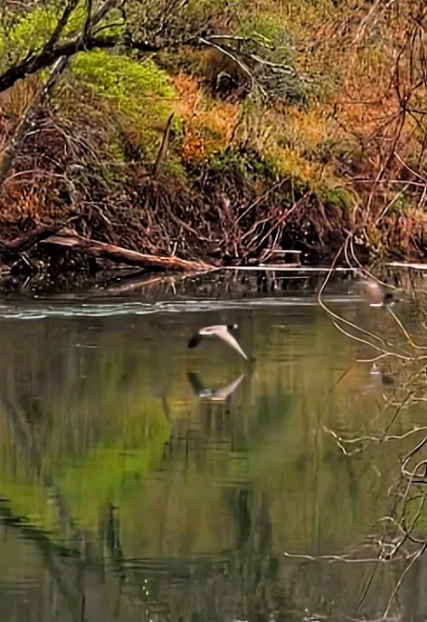 Rivers Edge on the Potomac Campground Picture 4