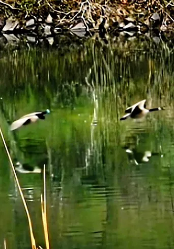 Rivers Edge on the Potomac Campground Picture 3