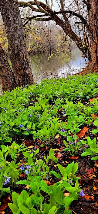 Rivers Edge on the Potomac Campground Picture 6