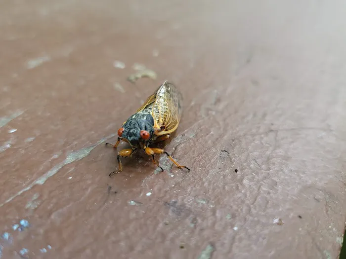 Irons Mountain Campsite Picture 2