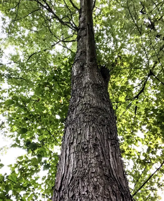 Spring Gap Campground Picture 1