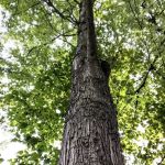 Spring Gap Campground