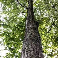 Spring Gap Campground ico