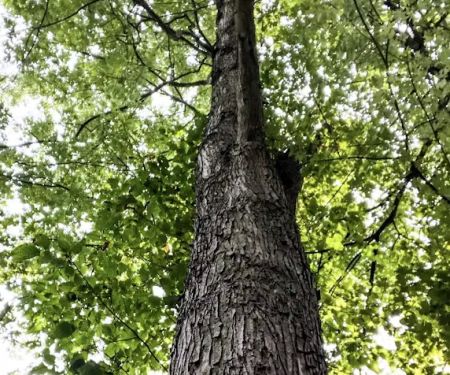 Spring Gap Campground