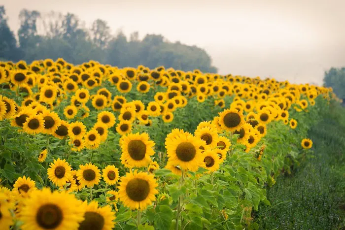 Double G RV Park Picture 3