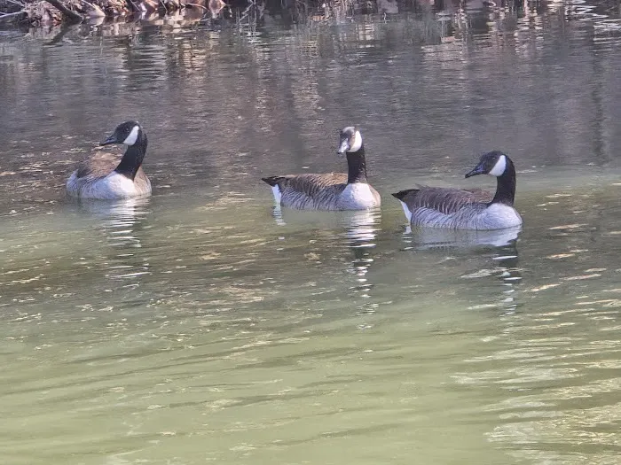 Eagle's Nest Campground Picture 10