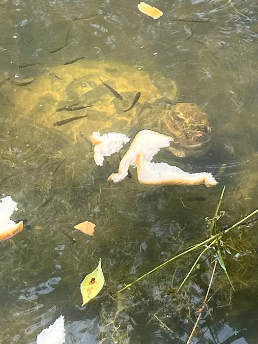 Peaceful Meadows Farm and Camping Picture 8