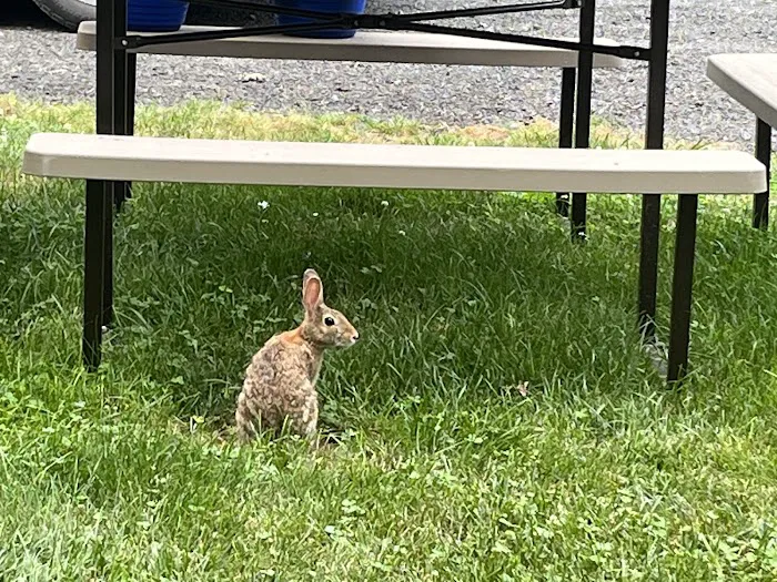 Peaceful Meadows Farm and Camping Picture 9