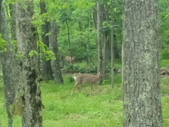 Lewis Mountain Campground Picture 7