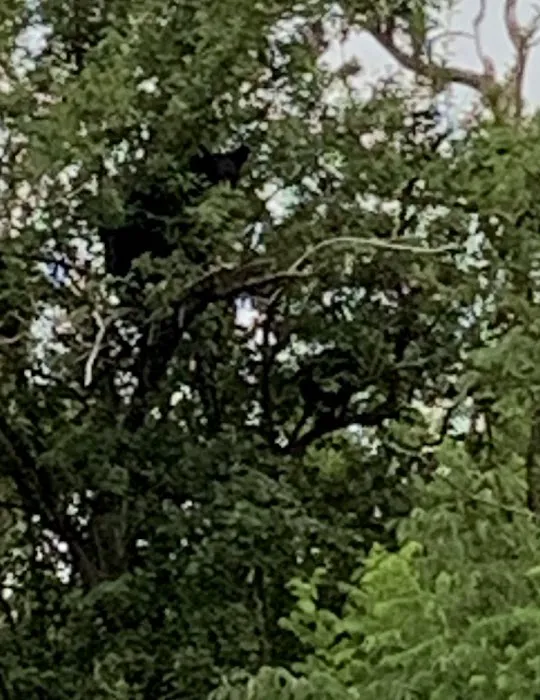 Loft Mountain Campground Picture 5