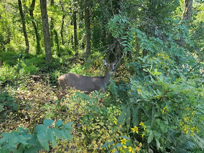 Loft Mountain Campground Picture 5