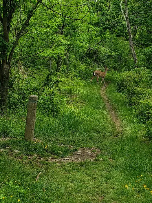 Loft Mountain Campground Picture 9