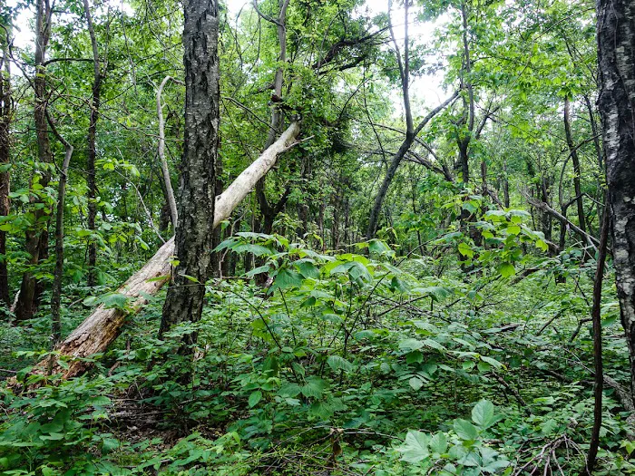 Dundo Group Campground Picture 10