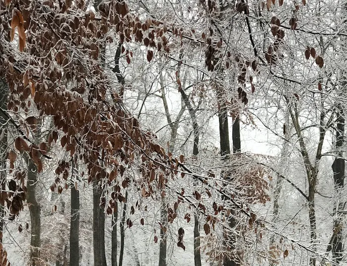 Carter's Cove Campground Picture 9