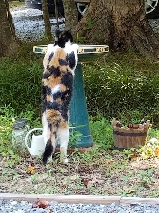 Carter's Cove Campground Picture 4