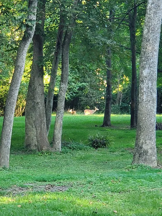 Carter's Cove Campground Picture 6