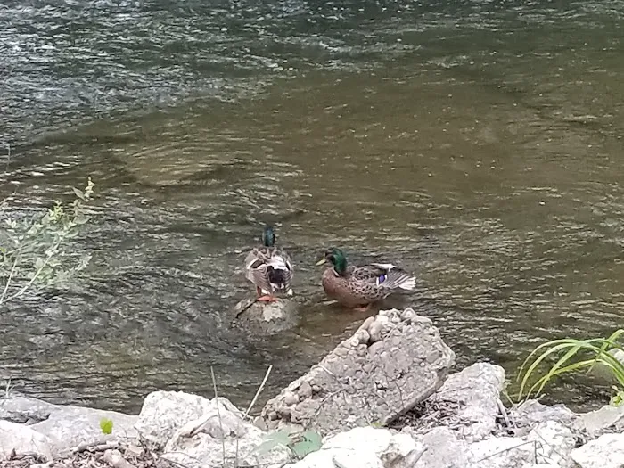 Creekside Campground Picture 8