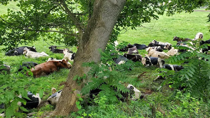 Spacious Skies Campgrounds - Shenandoah Views Picture 3