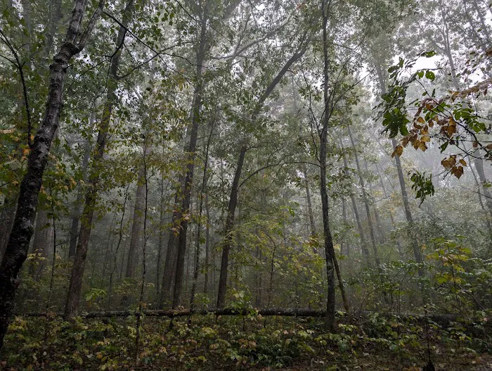 Ice D Campsite Picture 2