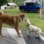 Milleson's Walnut Grove